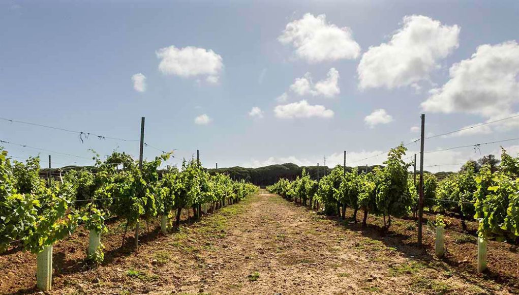 Bodegas Manuel Aragón