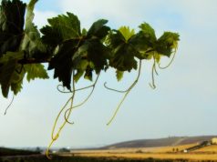 Próxima apertura de un centro enoturístico Fiestas de la Vendimia, Jerez 2014: Programa de Eventos