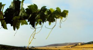 Próxima apertura de un centro enoturístico Fiestas de la Vendimia, Jerez 2014: Programa de Eventos