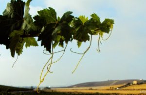 Fusión de Vino y Flamenco en Viña La Constancia Fiestas de la Vendimia, Jerez 2014: Programa de Eventos