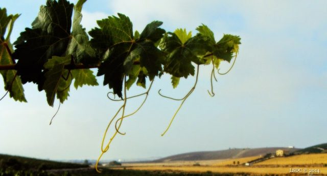 Fiestas de la Vendimia, Jerez 2014: Programa de Eventos