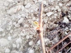 ¡Ya están aquí! ¡Ya están aquí!