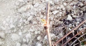 ¡Ya están aquí! ¡Ya están aquí!