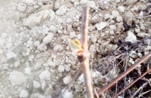 ¡Ya están aquí! ¡Ya están aquí!