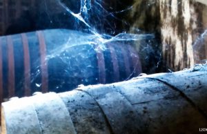 Noé, el Mejor Pedro Ximénez Muy Viejo V.O.R.S de España Noé