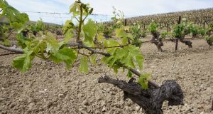 Una Destilería Para El Marco De Jerez Una Destilería Para El Marco De Jerez