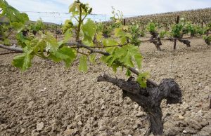 Una Destilería Para El Marco De Jerez Una Destilería Para El Marco De Jerez