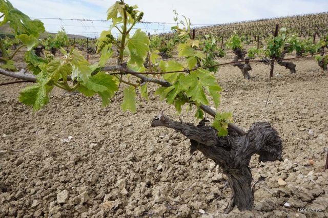 Una Destilería Para El Marco De Jerez