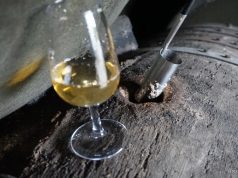 El árbol de la vida; de la crianza biológica El árbol de la vida