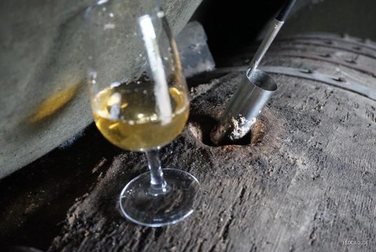 El árbol de la vida; de la crianza biológica El árbol de la vida