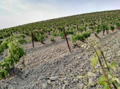 La Zona de Crianza de la DO “Jerez-Xérès-Sherry” se equipara con la Zona de Producción Viñedos del Marco de Jerez