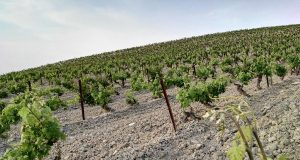 La necesaria renovación de las Cooperativas Viñedos del Marco de Jerez