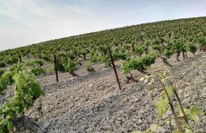 La Zona de Crianza de la DO “Jerez-Xérès-Sherry” se equipara con la Zona de Producción Viñedos del Marco de Jerez