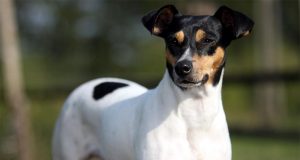 El Ratonero Bodeguero Andaluz El Ratonero Bodeguero Andaluz