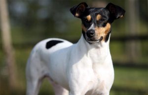 El curioso Ratonero Bodeguero Andaluz El Ratonero Bodeguero Andaluz