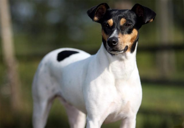 El Ratonero Bodeguero Andaluz