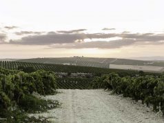 La Asociación Profesional de Bodegas Artesanas de Sanlúcar arremete contra FedeJerez Vendimia Paco Barroso