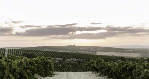 La Asociación Profesional de Bodegas Artesanas de Sanlúcar arremete contra FedeJerez Vendimia Paco Barroso