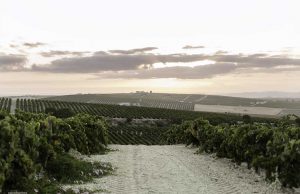 La Asociación Profesional de Bodegas Artesanas de Sanlúcar arremete contra FedeJerez Vendimia Paco Barroso