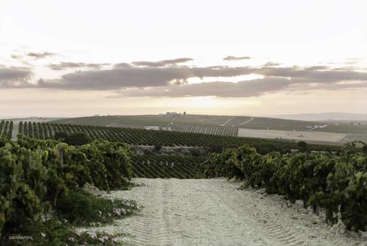La Asociación Profesional de Bodegas Artesanas de Sanlúcar arremete contra FedeJerez Vendimia Paco Barroso
