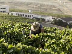 Pistoletazo de salida para la vendimia en el Marco de Jerez Vendimia Paco Barroso