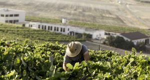 Pistoletazo de salida para la vendimia en el Marco de Jerez Vendimia Paco Barroso