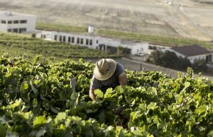 Pistoletazo de salida para la vendimia en el Marco de Jerez Vendimia Paco Barroso