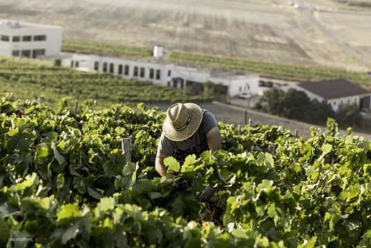 Pistoletazo de salida para la vendimia en el Marco de Jerez Vendimia Paco Barroso