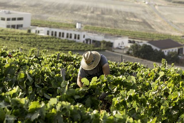 Vendimia Paco Barroso