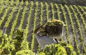 La Vendimia 2018 por Paco Barroso Vendimia Paco Barroso