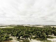 ‘Independientes’ y Cooperativistas Suman sus Fuerzas Vendimia Paco Barroso