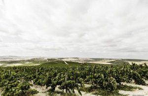 ‘Independientes’ y Cooperativistas Suman sus Fuerzas Vendimia Paco Barroso