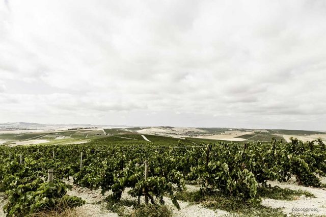 Vendimia Paco Barroso