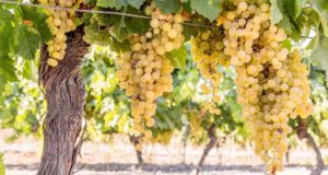 Alarma y órdago del viñedo de Jerez