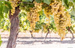 Viña Zarzuela «sueño sobre Albariza» por Paco Barroso