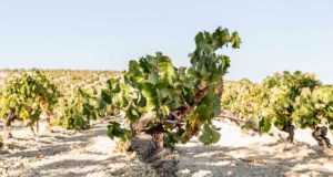 X Concurso de Mostos de Sanlúcar de Barrameda 2022: 14, 15 y 16 de Enero