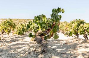 X Concurso de Mostos de Sanlúcar de Barrameda 2022: 14, 15 y 16 de Enero