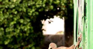 Los Pescuezos y Gallaretas del Jerez gallareta