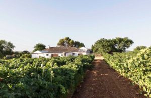 El Lagar de la Salud El Lagar de la Salud
