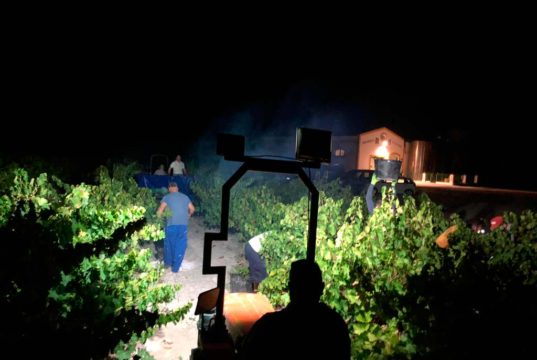 Bodegas El Monte inicia una vendimia nocturna histórica en Moriles Bodega El Monte