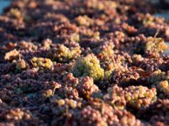 González Byass recupera el cultivo y la vinificación de la Pedro Ximénez en la D.O. Jerez González Byass recupera el cultivo y la vinificación de la Pedro Ximénez en la D.O. Jerez