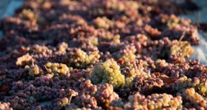 González Byass recupera el cultivo y la vinificación de la Pedro Ximénez en la D.O. Jerez González Byass recupera el cultivo y la vinificación de la Pedro Ximénez en la D.O. Jerez