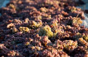 González Byass recupera el cultivo y la vinificación de la Pedro Ximénez en la D.O. Jerez González Byass recupera el cultivo y la vinificación de la Pedro Ximénez en la D.O. Jerez