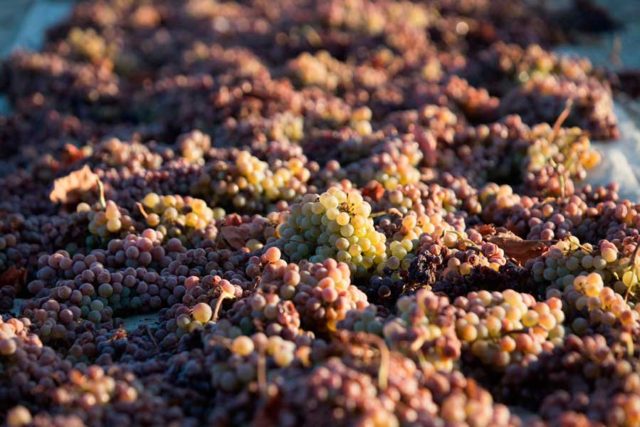 González Byass recupera el cultivo y la vinificación de la Pedro Ximénez en la D.O. Jerez