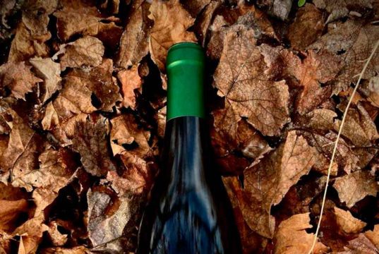 Montealbero, el primer vino de vendimia nocturna en Moriles Bodegas El Monte