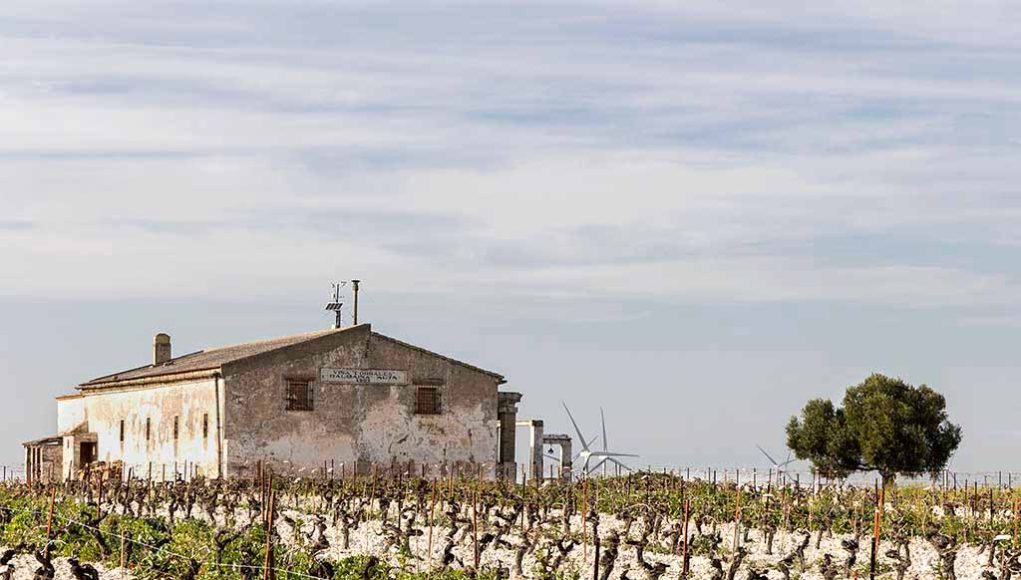 Viña Corrales y Bodega San Francisco Javier, de la Cepa a la Bota