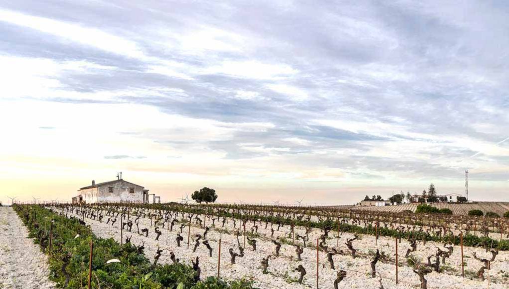 Viña Corrales y Bodega San Francisco Javier, de la Cepa a la Bota