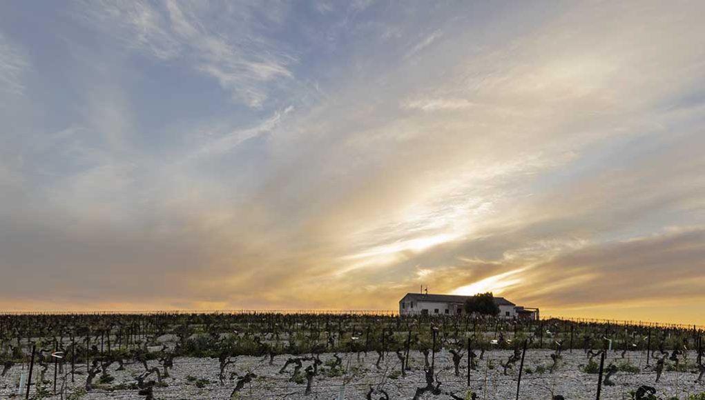 Viña Corrales y Bodega San Francisco Javier, de la Cepa a la Bota