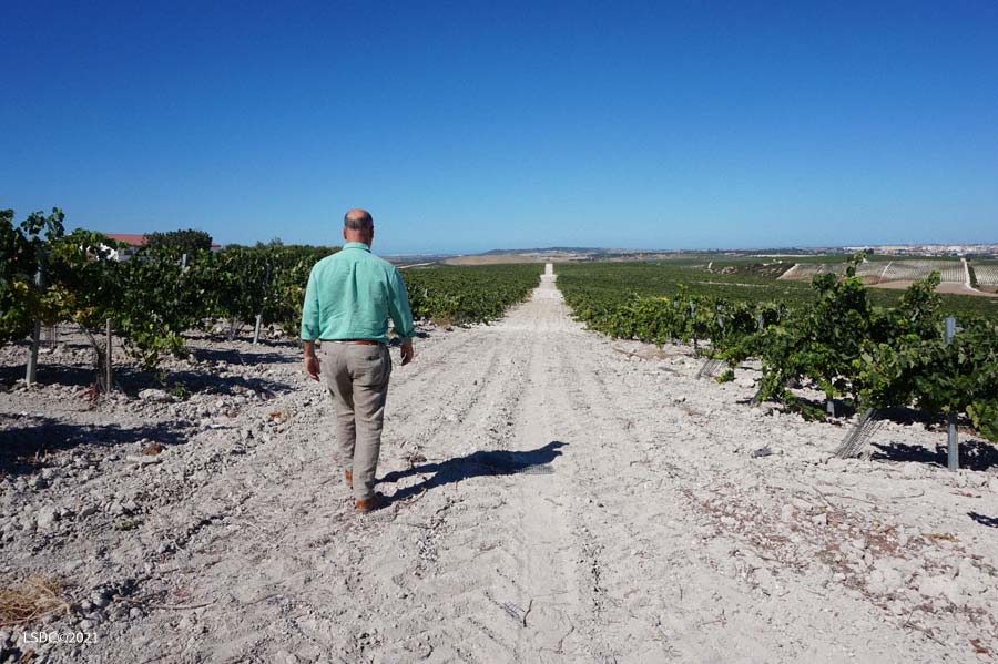 «El futuro del Vino de Jerez me parece esperanzador». Entrevistamos a Luis Flor, Presidente de La Sociedad Jerezana del Vino