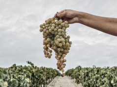 González Byass inicia su primera Vendimia Ecológica en la D.O. Jerez González Byass inicia su primera Vendimia Ecológica en la D.O. Jerez